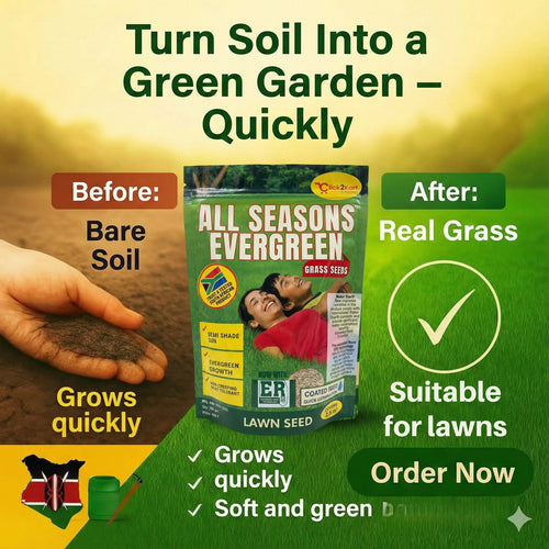 All Seasons Evergreen Grass Seeds | Year-Round Beautiful Green Lawn (Buy 1 Get 1 Free)