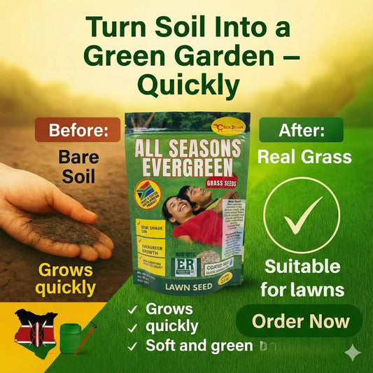All Seasons Evergreen Grass Seeds | Year-Round Beautiful Green Lawn (Buy 1 Get 1 Free)